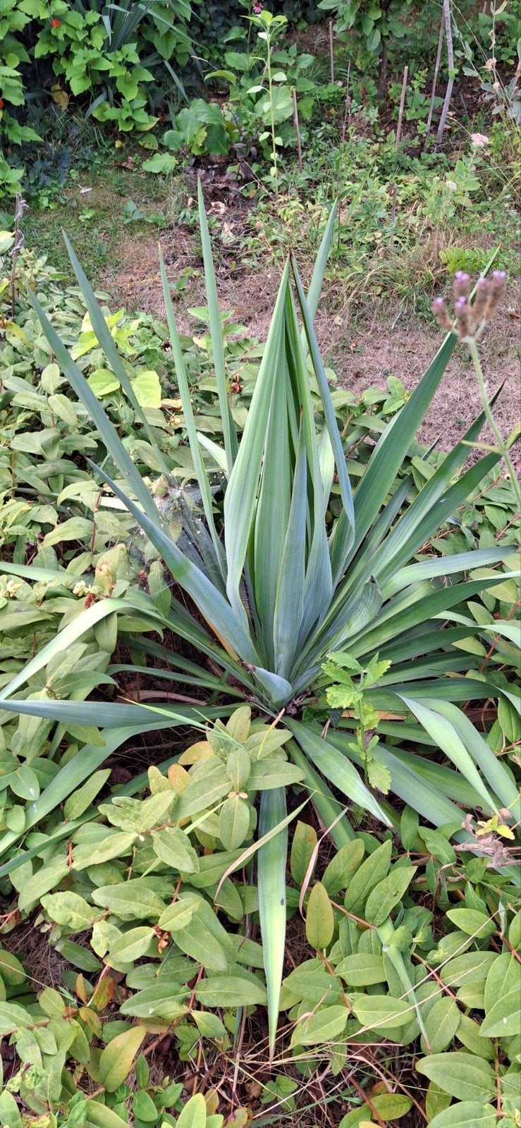 yucca 4 stuks, Ophalen, Overige soorten, Volle zon