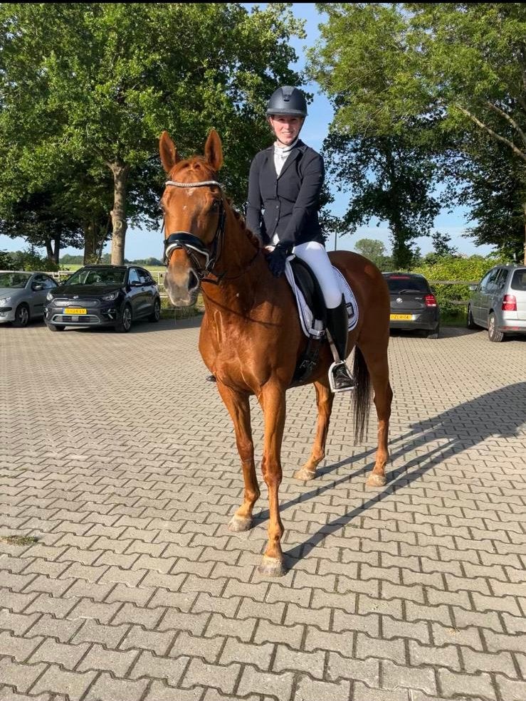 Brave e pony, Ruin, L, E pony (1.48m - 1.57m), 11 jaar of ouder