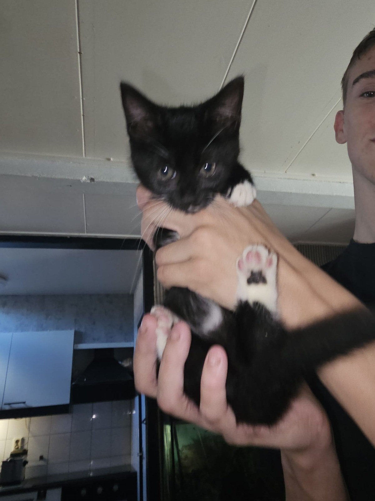 2 kittens