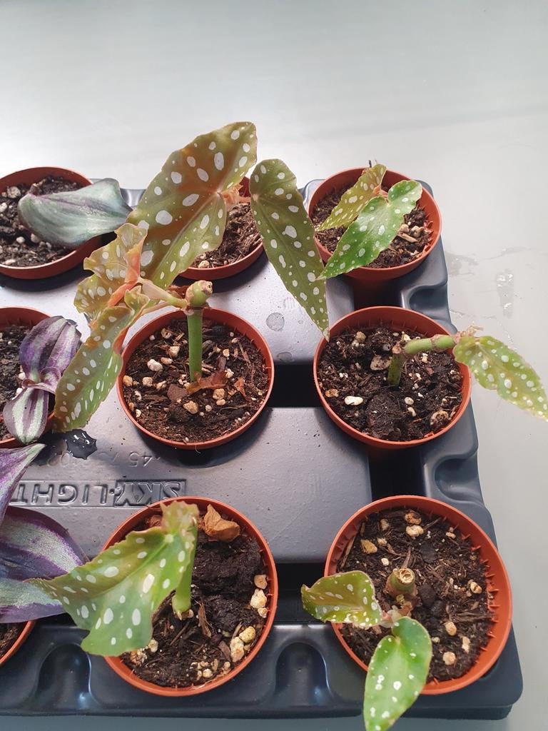6x Begonia maculata stekken met nieuwe uitloop, Ophalen of Verzenden