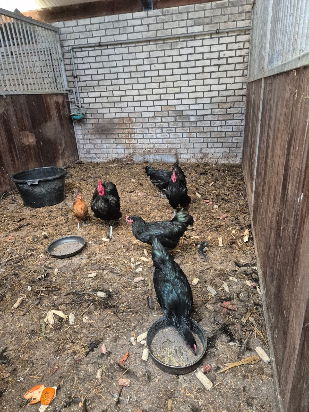 4 grote australorp hanen