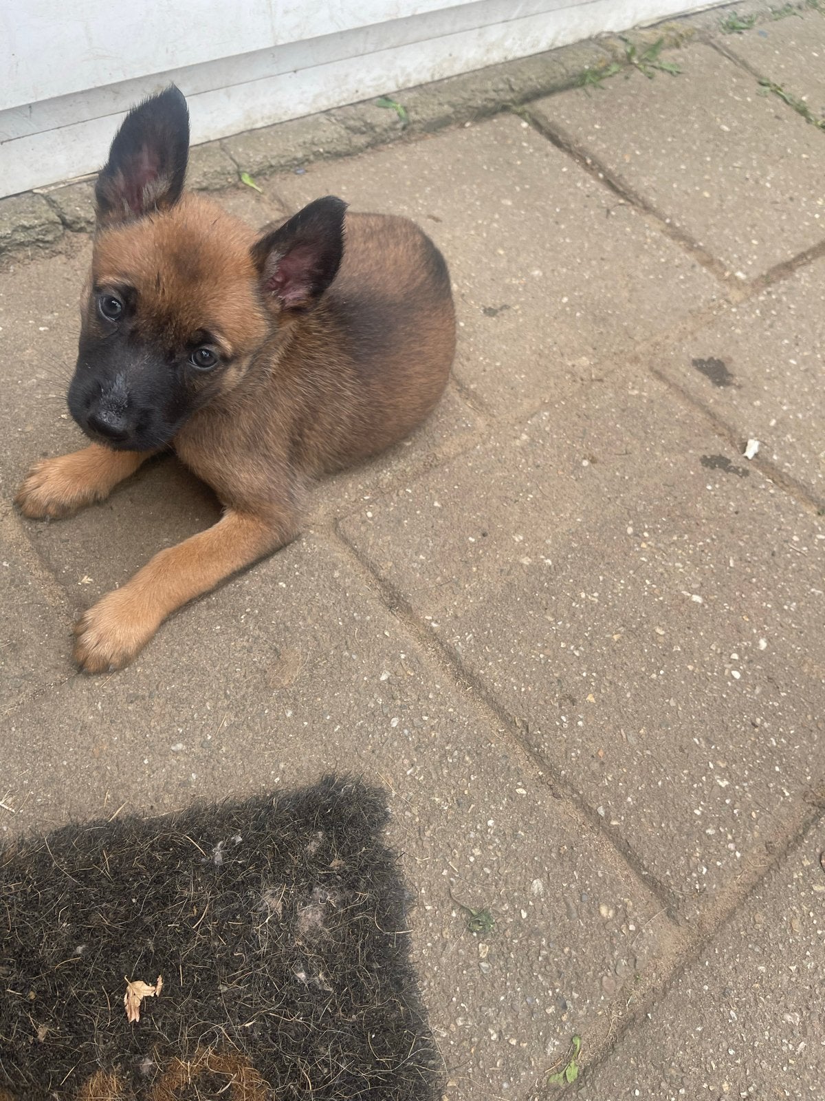 Te koop aangeboden Mechelse herder pups, Dieren en Toebehoren, 8 tot 15 weken, Parvo, Meerdere, Meerdere dieren