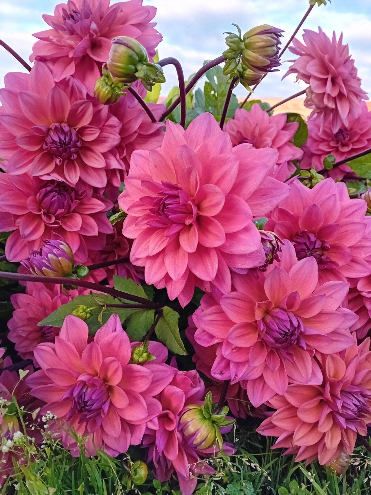 dahlia knollen Feline Yvonne, Ophalen of Verzenden, Volle zon, Knol