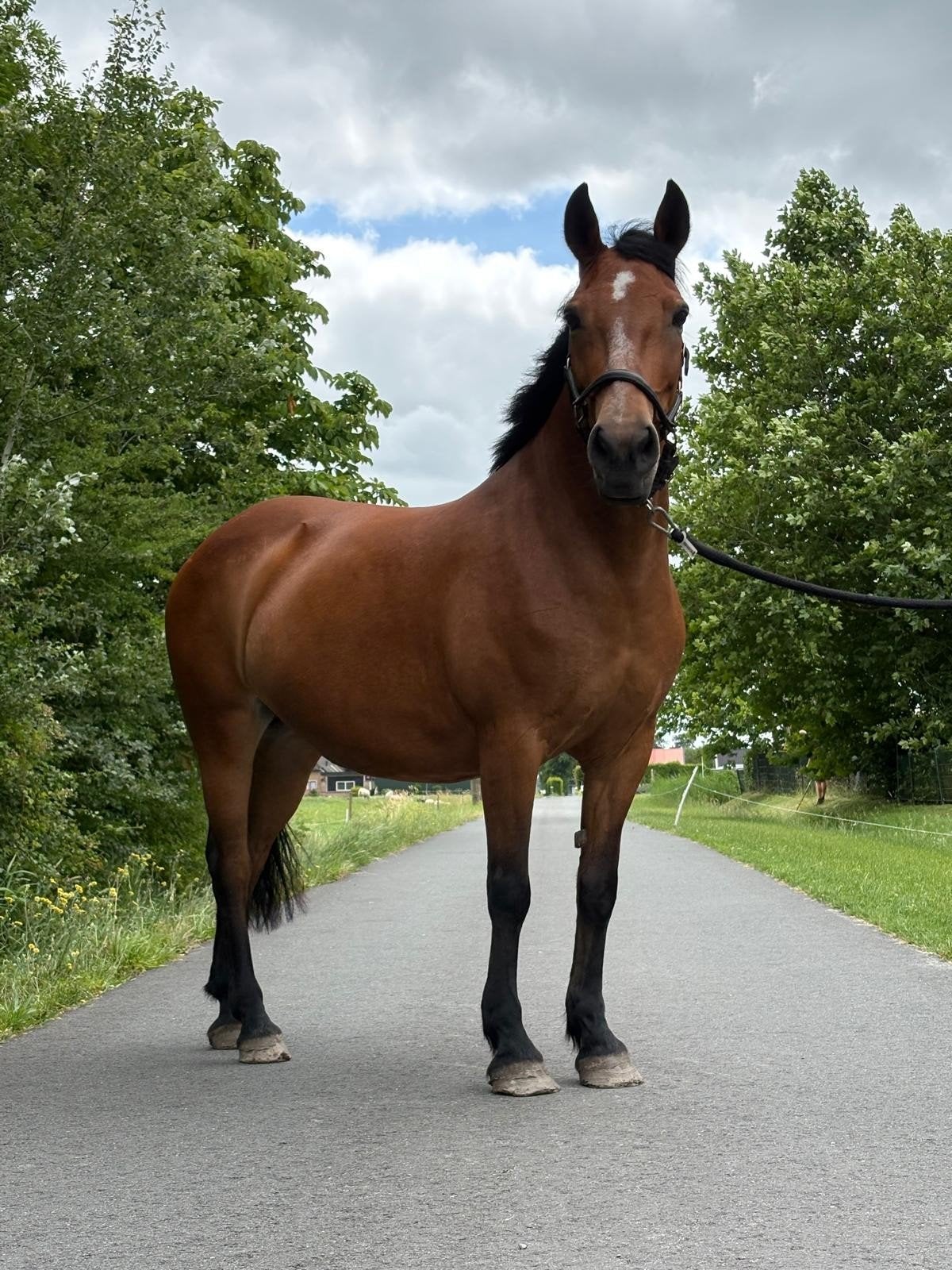 Lieve kinderpony te koop, Dieren en Toebehoren, Merrie, Gechipt, 11 jaar of ouder, Recreatiepony