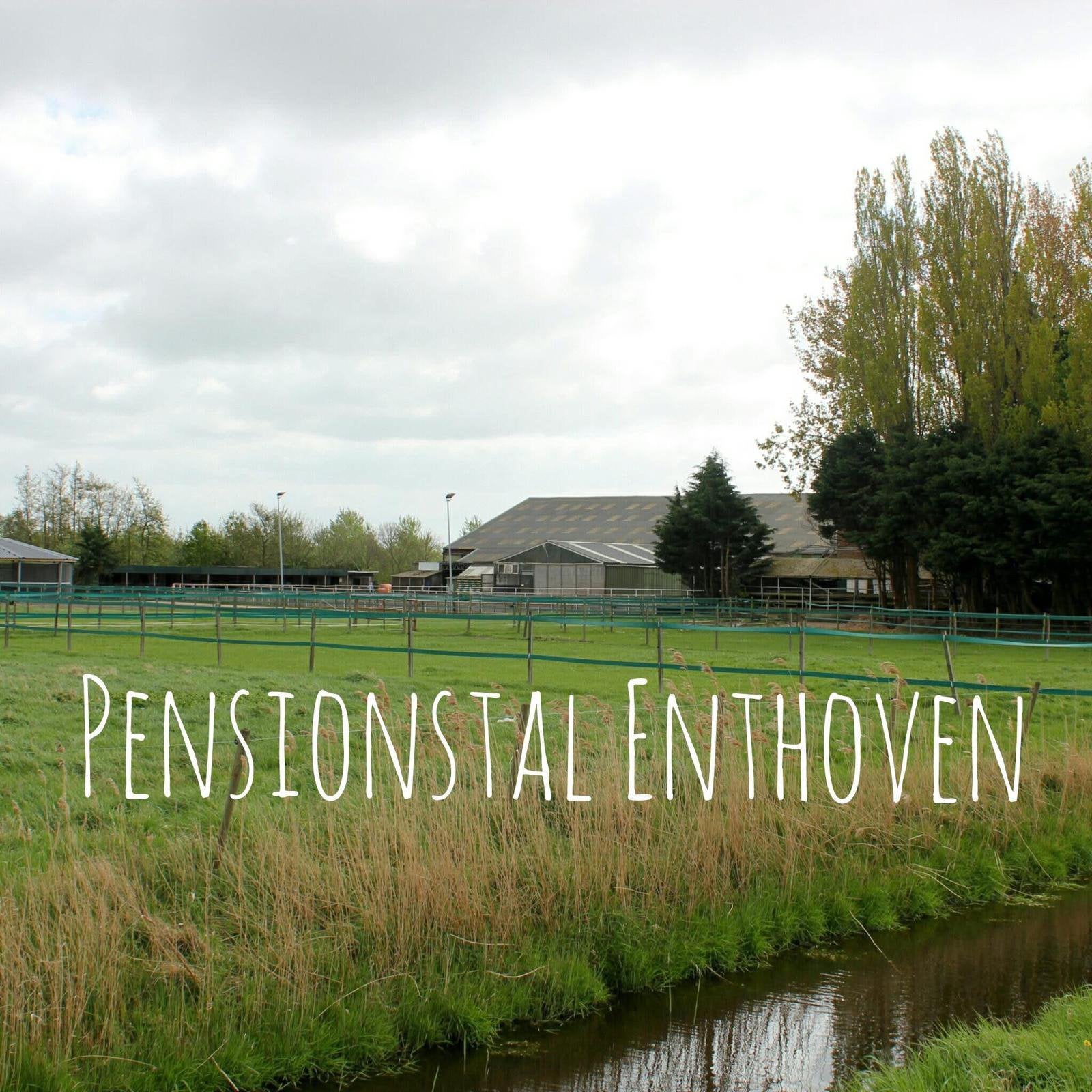 Gezellige pensionstal in Lisserbroek, Dieren en Toebehoren, Weidegang, 2 of 3 paarden of pony's