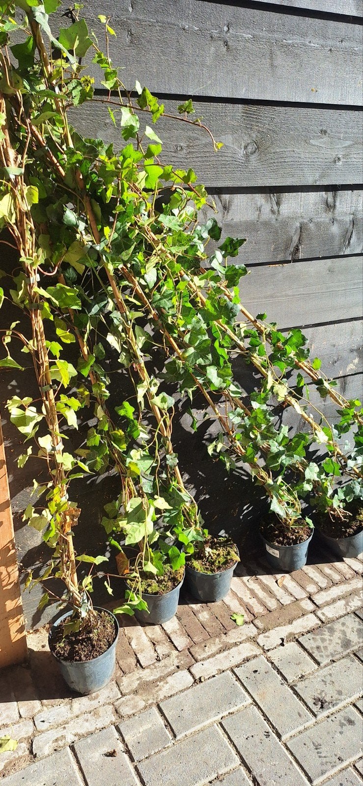 Hedera hibernica - 25 stuks, Ophalen, Volle zon, Vaste plant, Bloeit niet