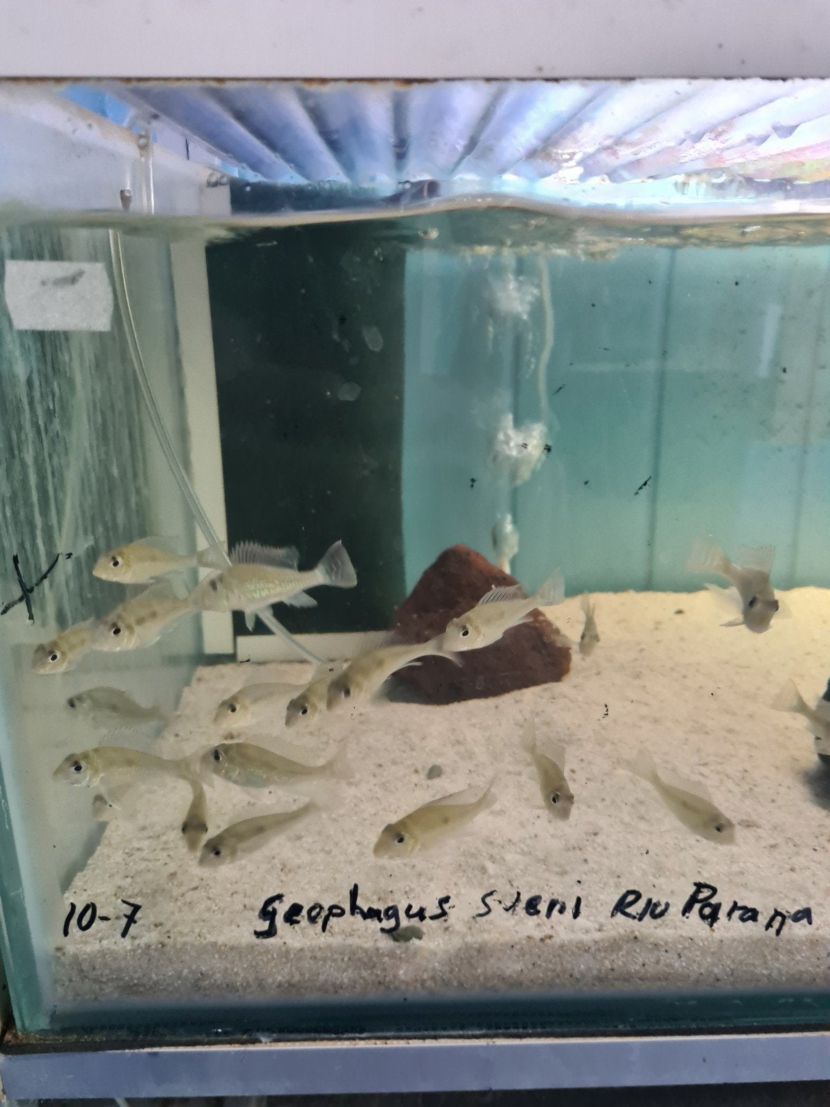Geophagus Sveni Rio Parana Cichliden, Vis, Zoetwatervis