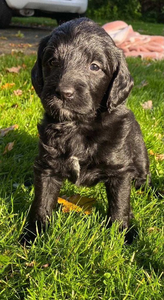 2  zwarte  labradoodle  pup  teefjes  zoeken nog een baasje, Overige rassen, CDV (hondenziekte), 8 tot 15 weken, Meerdere