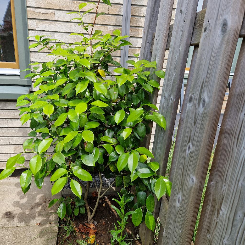 Witte Camelia / Japanse roos, Tuin en Terras, Planten | Tuinplanten, Vaste plant, Halfschaduw, Lente, Ophalen