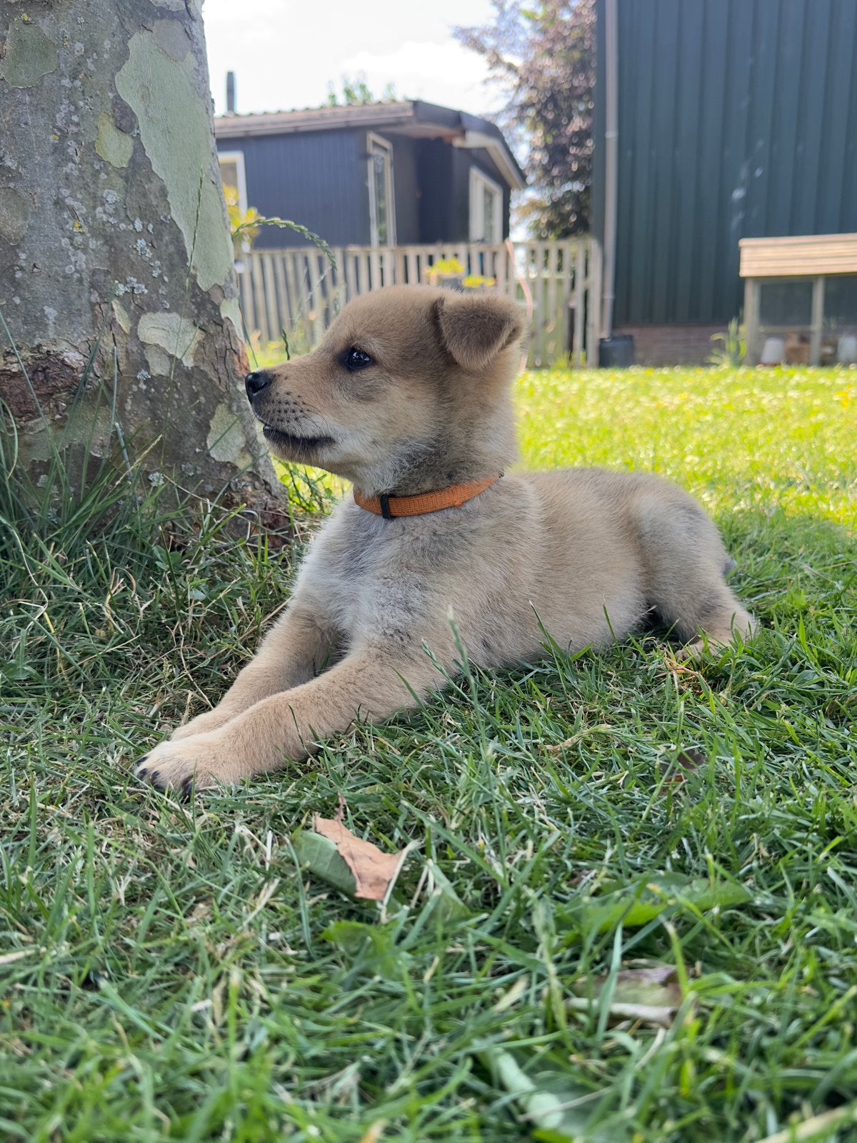 Herder x Eurasier puppy’s, Dieren en Toebehoren, Honden | Herdershonden en Veedrijvers, Parvo, 8 tot 15 weken, Meerdere, Meerdere dieren
