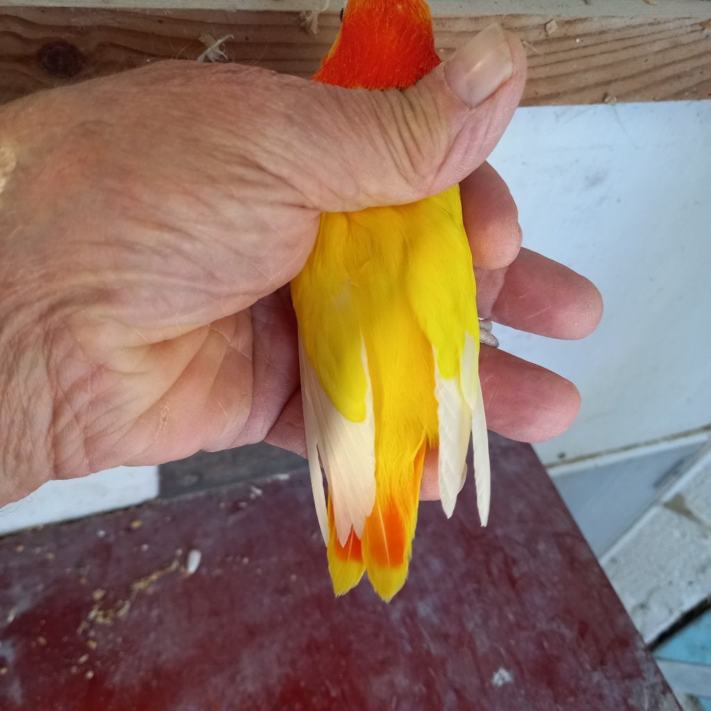 Fischeri opaline, Dieren en Toebehoren, Vogels | Parkieten en Papegaaien, Meerdere dieren, Dwergpapegaai of Agapornis, Geringd
