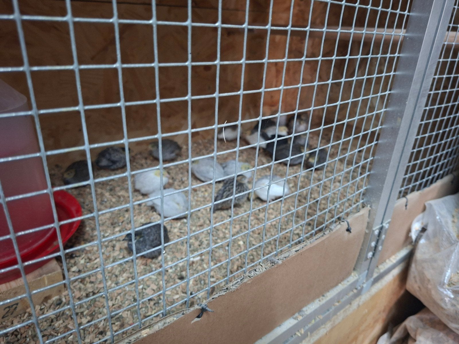 Chinese dwerg kwartels, Dieren en Toebehoren, Meerdere dieren