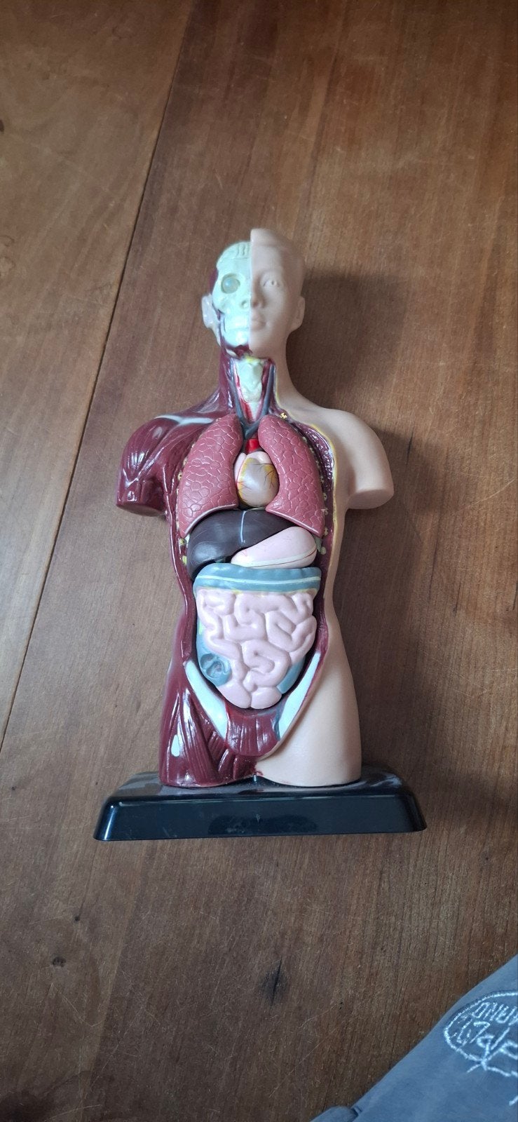 Anatomisch model menselijk lichaam, Ophalen of Verzenden, Zo goed als nieuw
