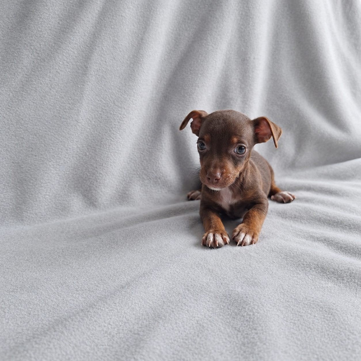 schitterend nestje liver and tan jack russels, Jack Russell Terriër, 8 tot 15 weken, Parvo, Meerdere