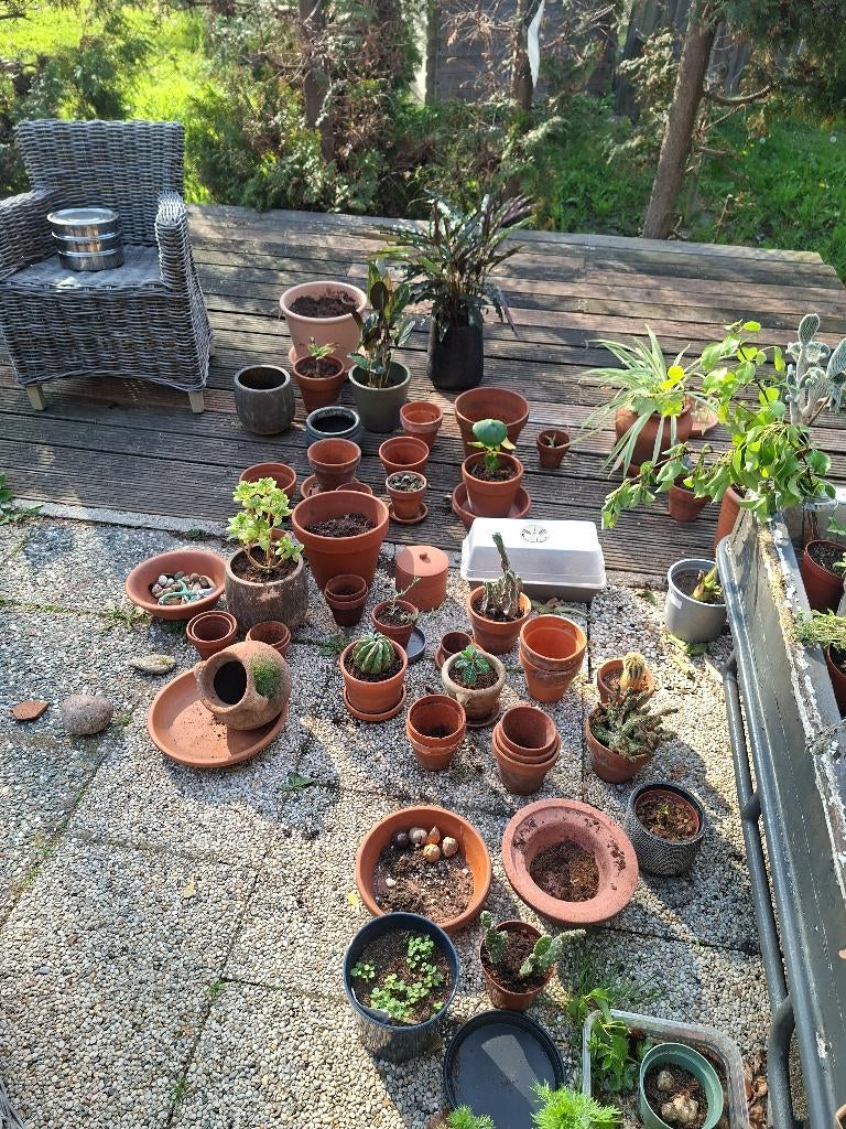 kamerplanten en potten mix&match, Ophalen, 200 cm of meer, Overige soorten, Halfschaduw