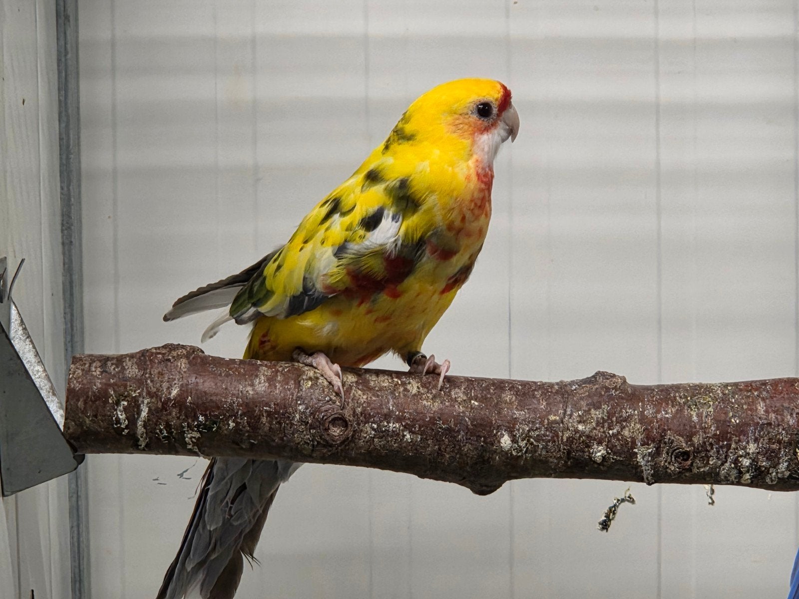 Mooi koppel bonte pennant rosella, Dieren en Toebehoren, Meerdere dieren, Parkiet, Geringd