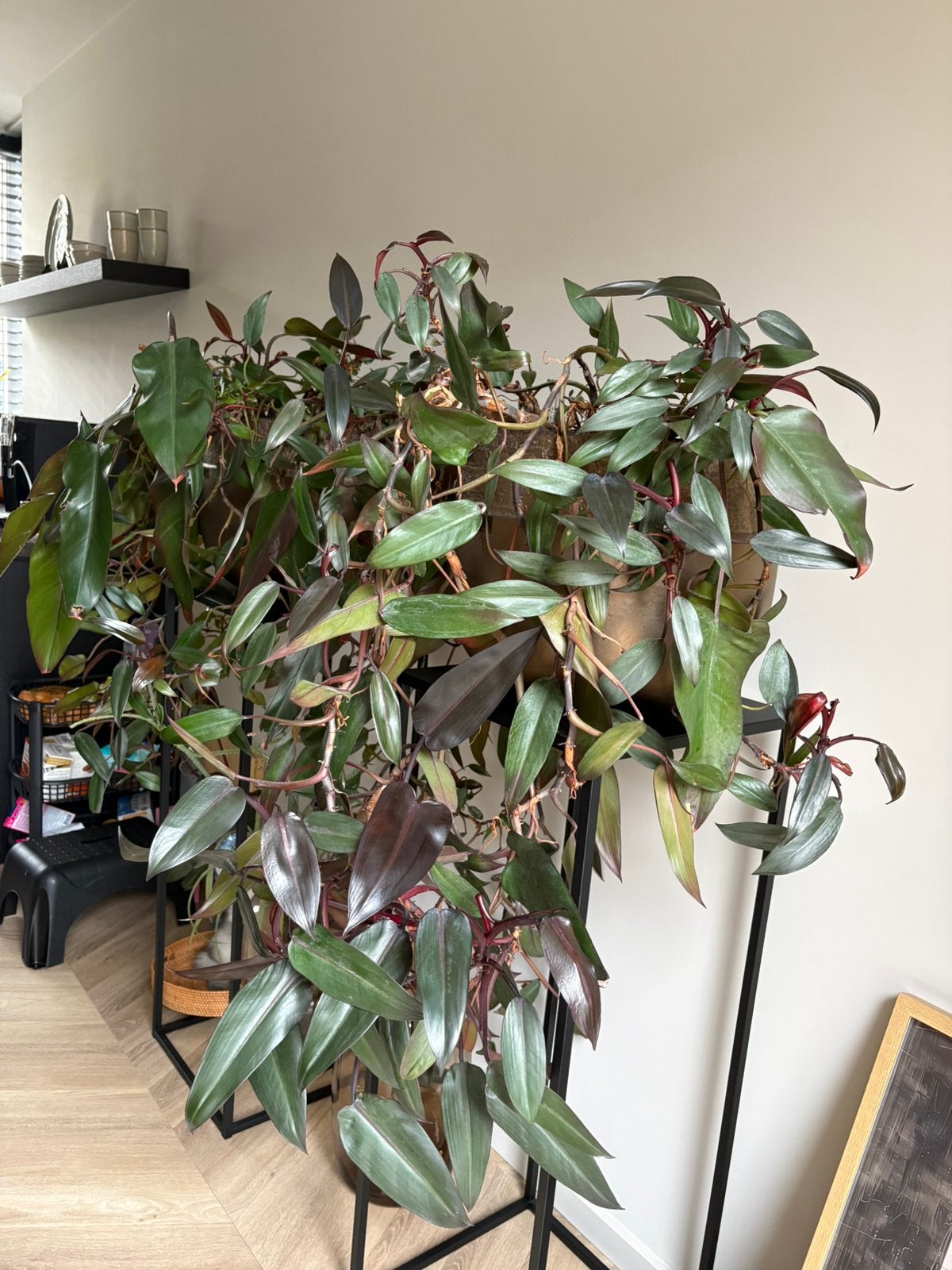 Grote tropische hangplanten 2 stuks, Bloeit niet, Overige soorten, 100 tot 250 cm, Ophalen