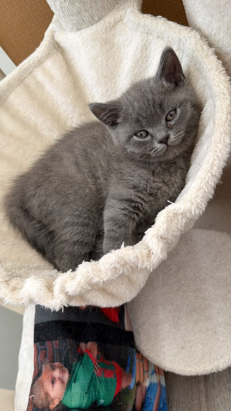 Britse korthaar kitten, Kater, Ontwormd