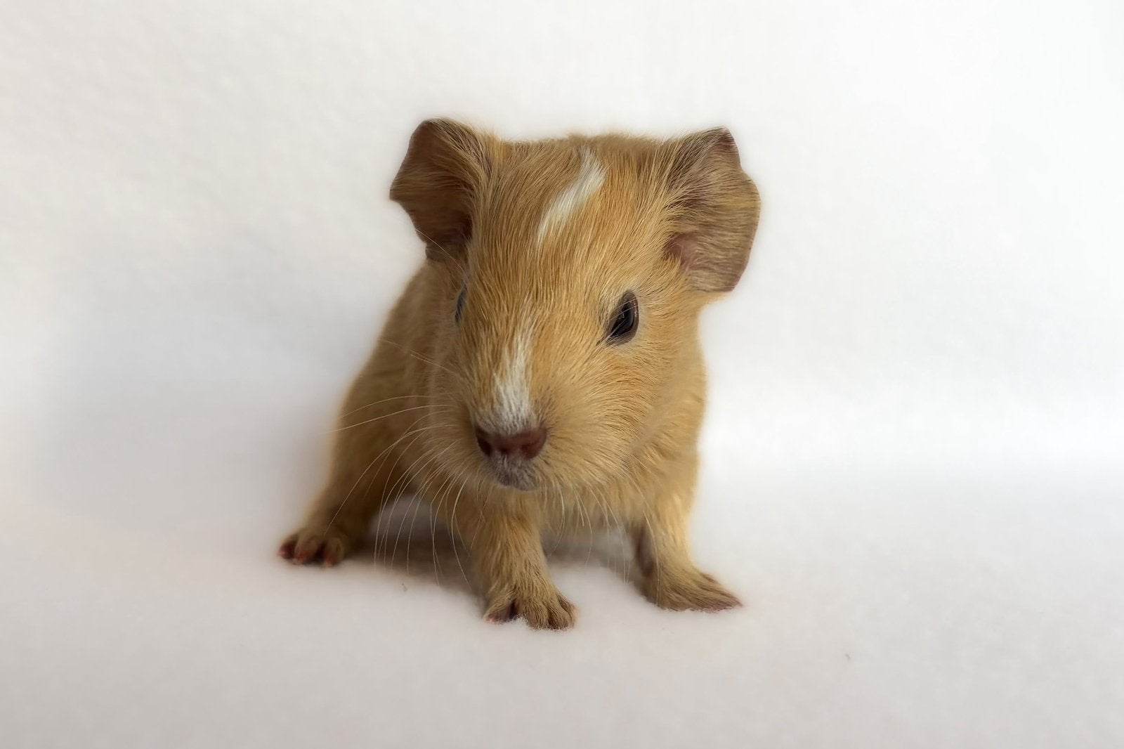 Creme-wit california gladhaar zeugje, Dieren en Toebehoren, Cavia, Vrouwelijk, Tam, September