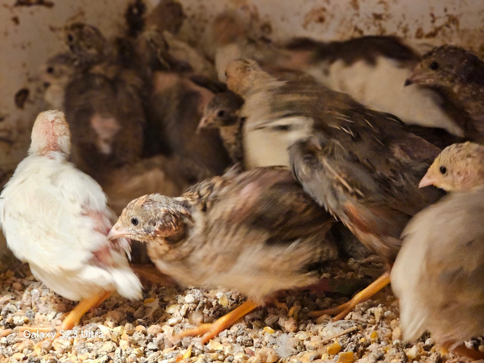 Japanse kwartels, Dieren en Toebehoren, Geslacht onbekend