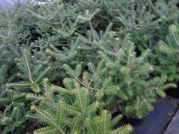 Abies Koreana – Koreaanse Zilverspar in Pot, Ophalen of Verzenden, Overige soorten, Volle zon