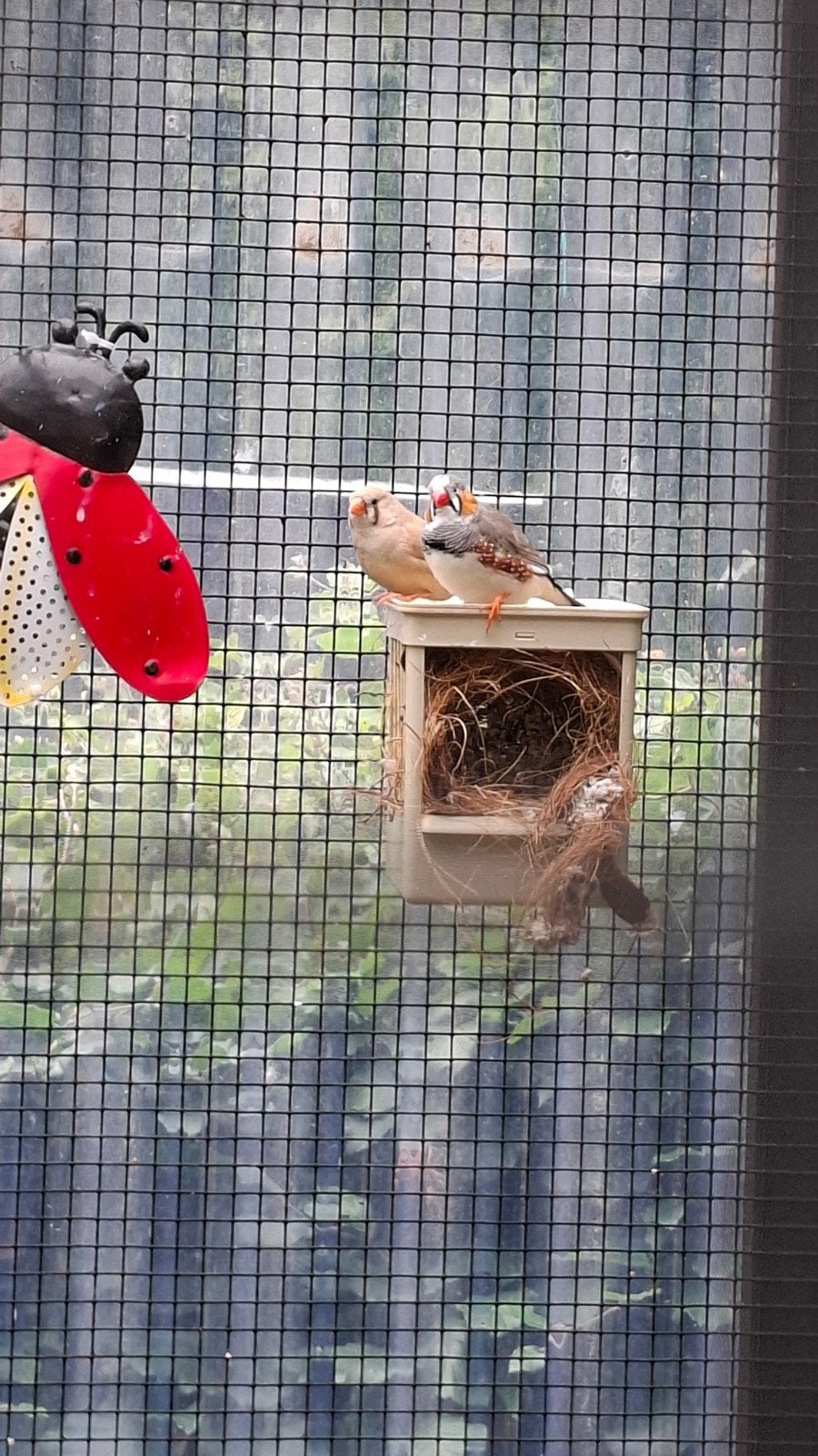 mooie jonge zebravinken, Dieren en Toebehoren, Vogels | Overige Vogels, Meerdere dieren