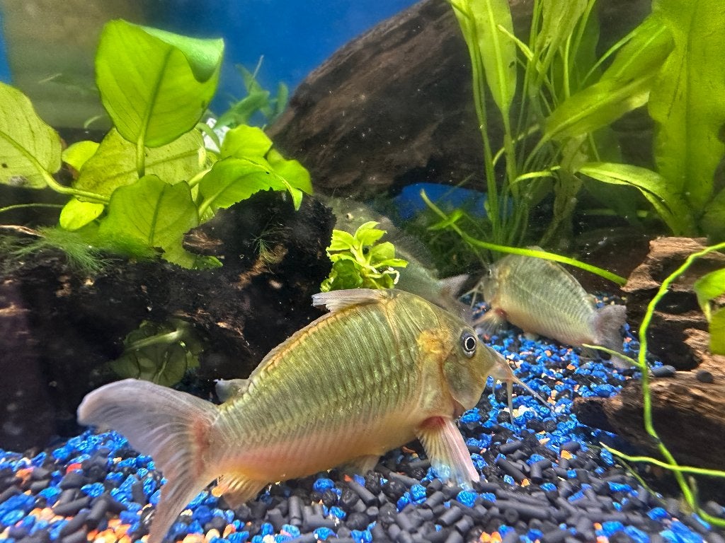 Corydoras Brochis Multiradiatus XL, Dieren en Toebehoren, Vissen | Aquariumvissen, Vis, Zoetwatervis, Schoolvis
