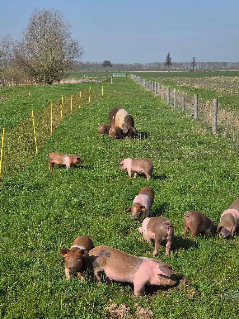 Husumer * Piétrain biggen te koop, Dieren en Toebehoren, Schapen, Geiten en Varkens, Vrouwelijk, Varken, 0 tot 2 jaar