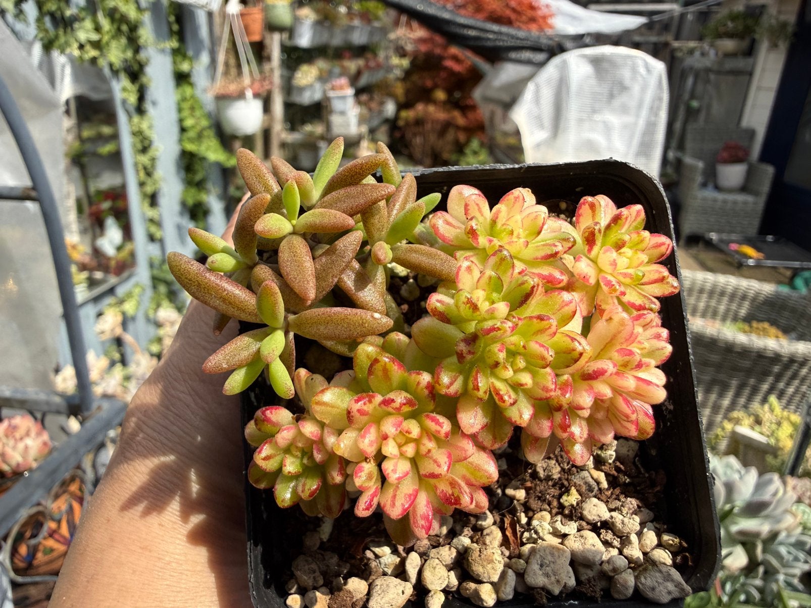 Aeonium x loartei Tavormin variegata/Monanthes anagensis/7cm, Ophalen of Verzenden, Halfschaduw, Minder dan 100 cm