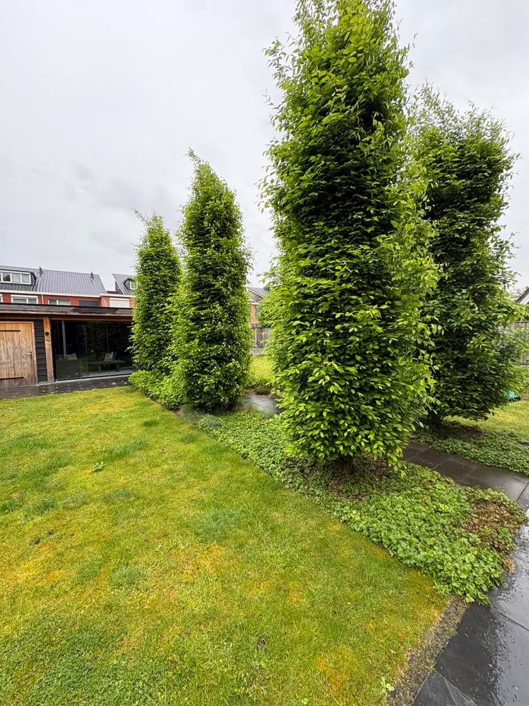 6 volgroeide zuilvormige haagbeuken (Carpinus betulus)., Tuin en Terras, Planten | Bomen, Ophalen, Bloeit niet, Volle zon, Overige soorten