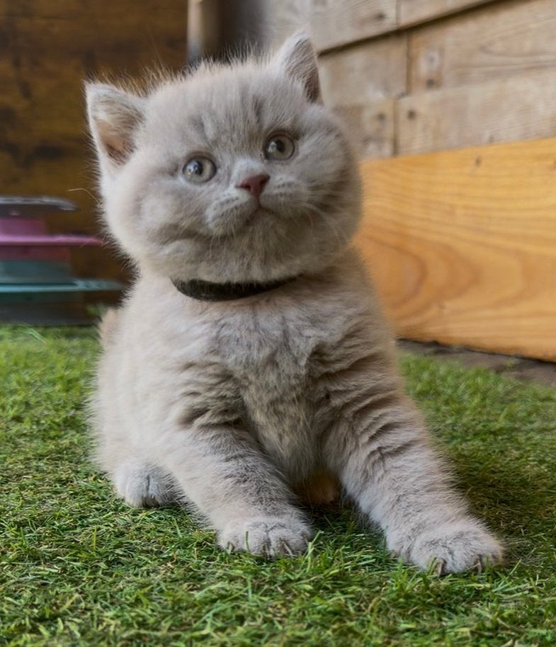 TOP! Prachtige blauw en lilac brits korthaar poesjes❤️, Poes, Ontwormd, 0 tot 2 jaar