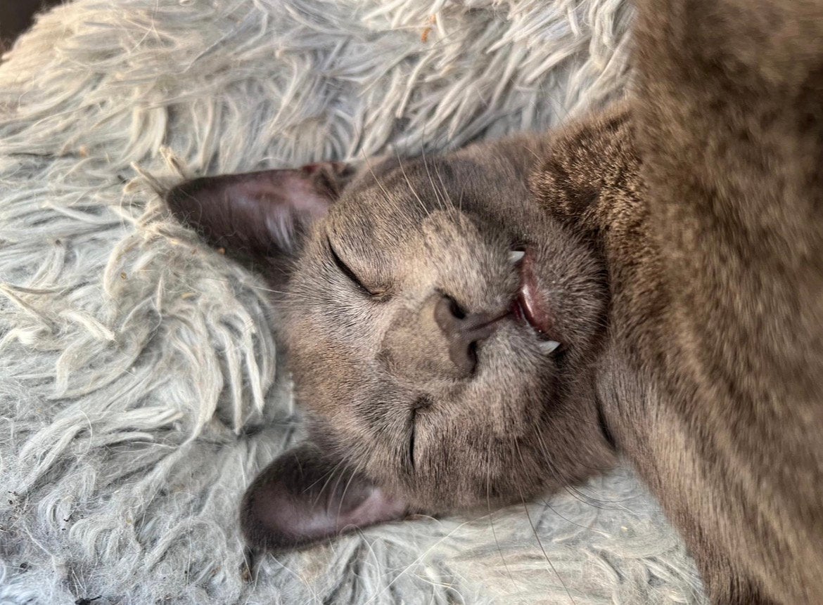 Pinky zoekt een gouden mandje️, Kater, Gechipt