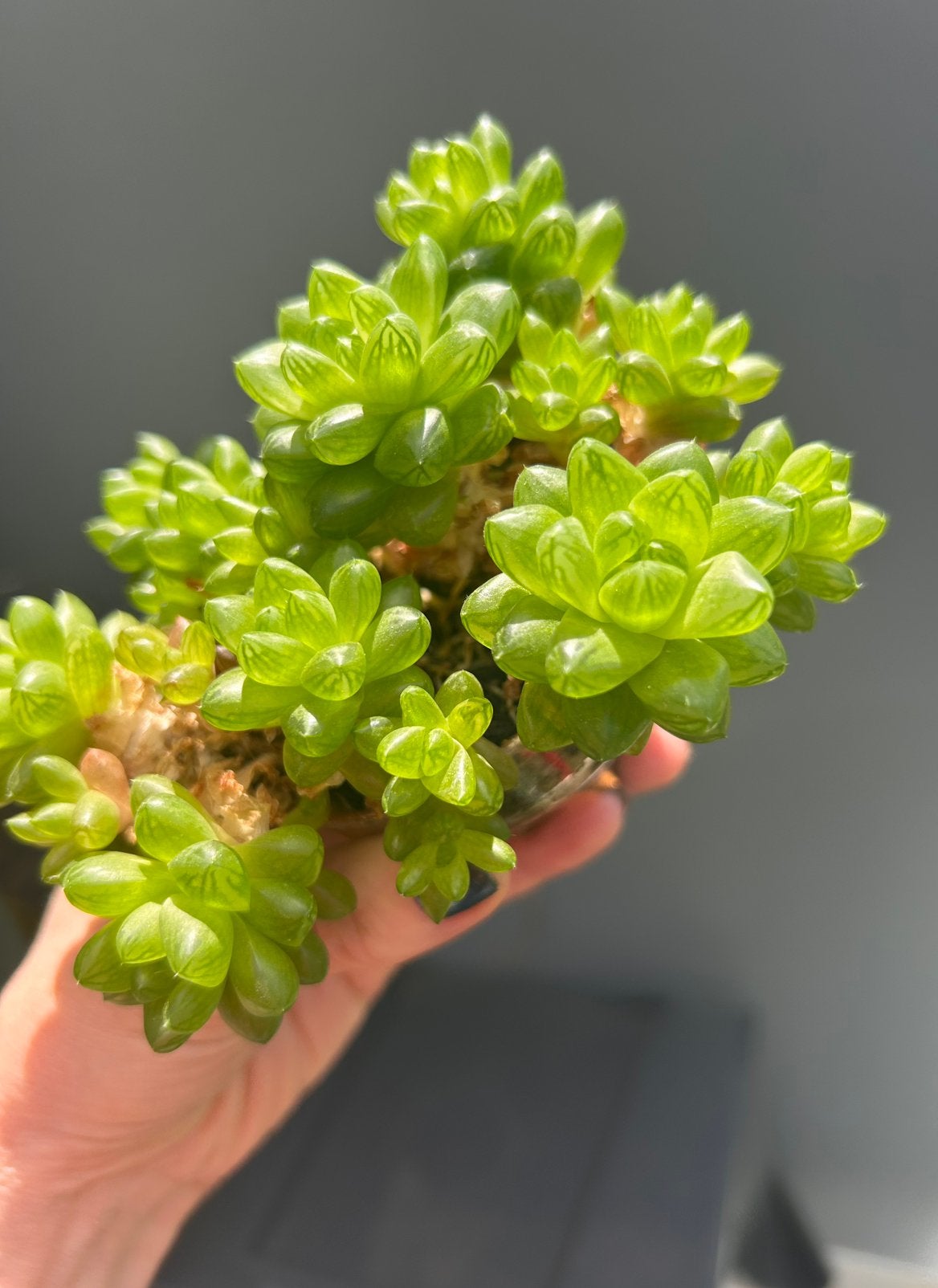 Haworthia cooperi | Haworthia cymbiformis var. obtusa stek, Groene kamerplant, Ophalen of Verzenden, Vetplant, Volle zon