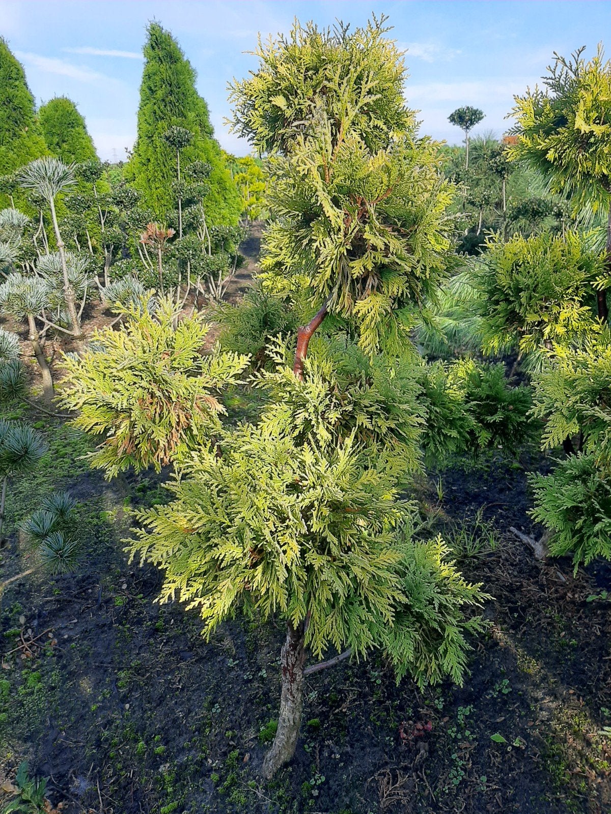 Thuja Yellow Ribbon Vormsnoei Pompon Tuinbonsai, Tuin en Terras, Ophalen, Bloeit niet, Halfschaduw, Overige soorten