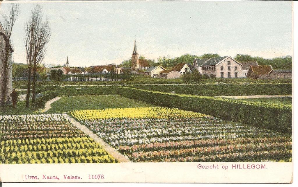 Gezicht op Hillegom  Uitg Nauta, Velsen 10076., Ophalen of Verzenden, 1920 tot 1940, Ongelopen, Zuid-Holland