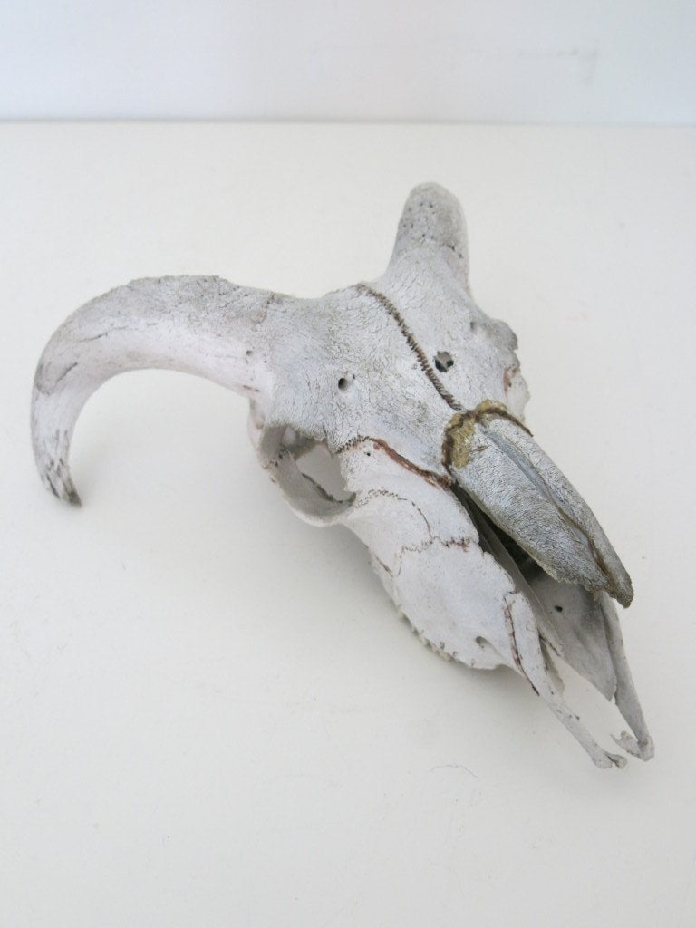 Schedel schaap, Verzamelen, Dierenverzamelingen, Ophalen of Verzenden, Gebruikt, Vogel, Opgezet dier