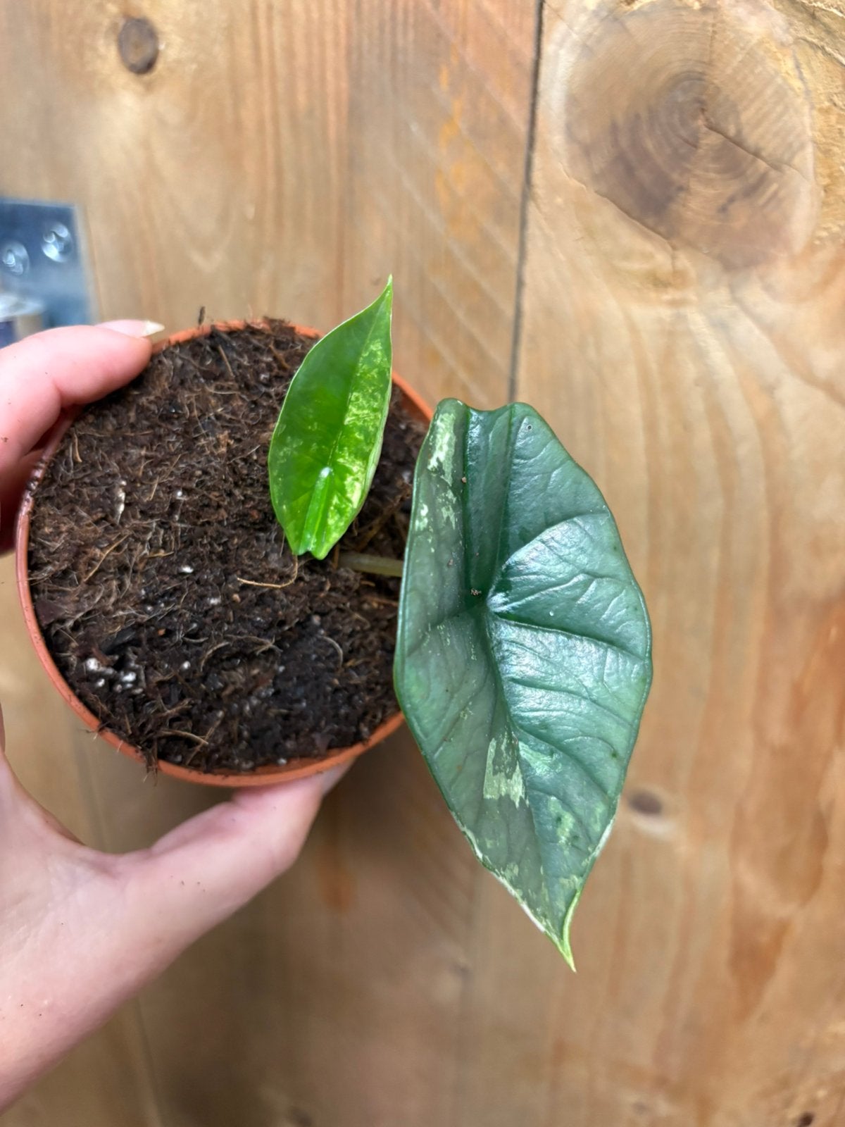 Alocasia platinum variegata plant albo white wit mint, Ophalen of Verzenden, Halfschaduw, Minder dan 100 cm