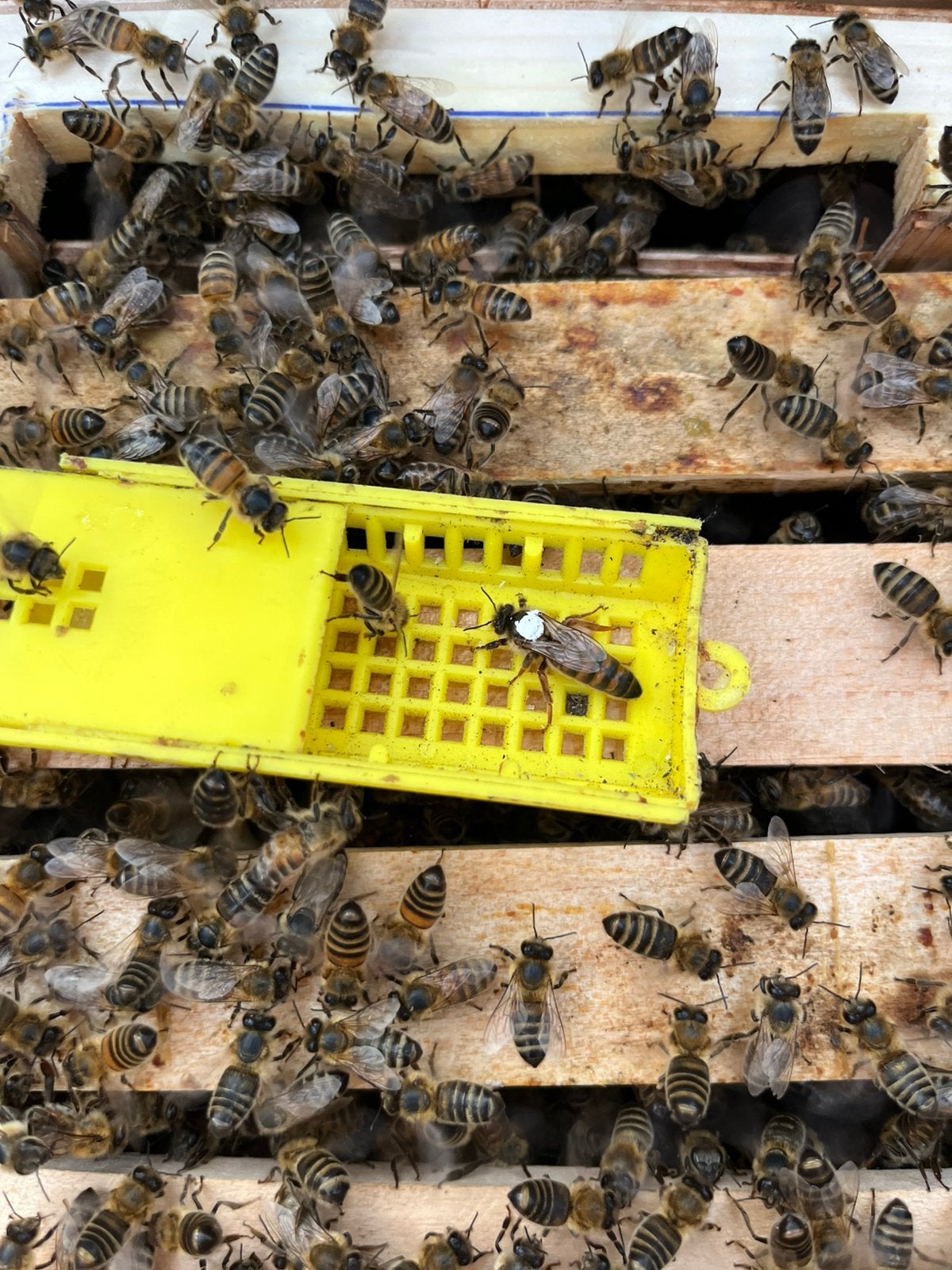 Te koop: Buckfast koninginnen (bevrucht en onbevrucht)., Dieren en Toebehoren, Insecten en Spinnen, Bijen
