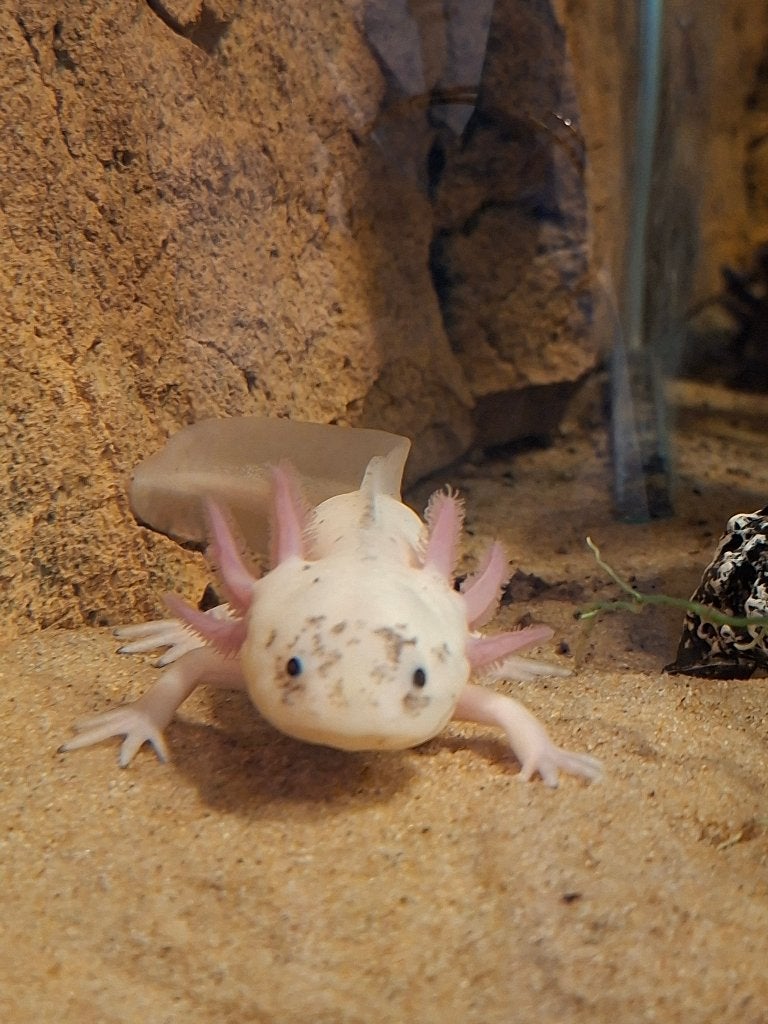 Axolotl dame dirty lucy, Overige typen, Zoetwatervis