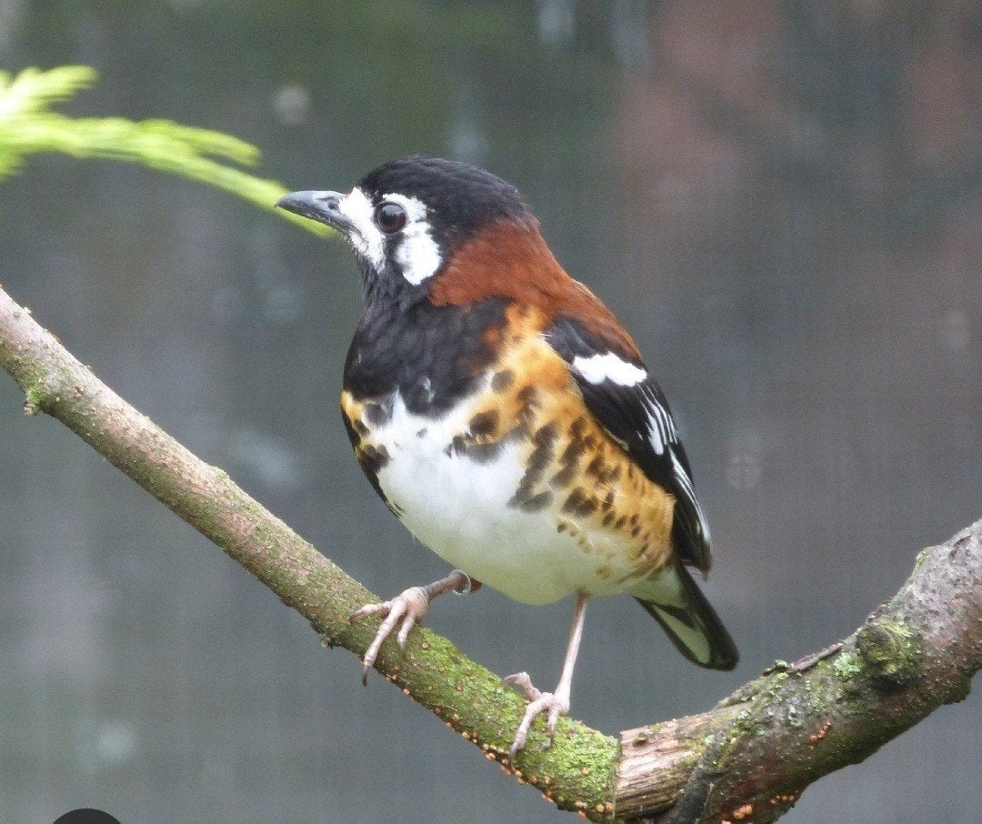 Te koop 3 kastanjeruglijsters, Dieren en Toebehoren, Mannelijk