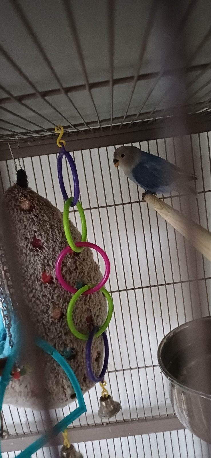 2 agapornissen, Geslacht onbekend, Dwergpapegaai of Agapornis