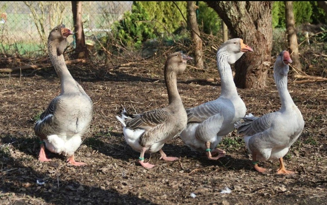 Cholmogory ganzen, Dieren en Toebehoren, Pluimvee, Meerdere dieren, Gans of Zwaan