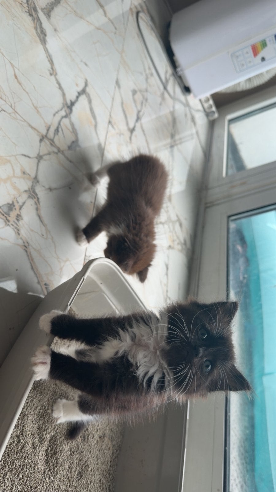 Ragdoll kittens, Dieren en Toebehoren, Meerdere dieren, Ontwormd