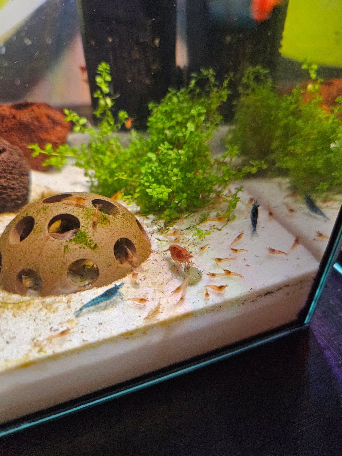 Neocaridina garnalen, Kreeft, Krab of Garnaal