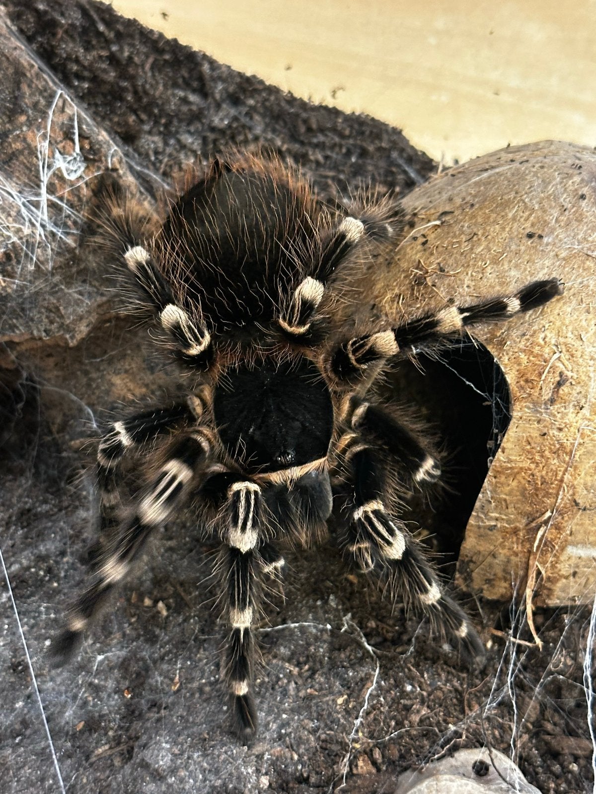 Acanthoscurria Geniculata (13/15 CM), Dieren en Toebehoren, Spin of Schorpioen