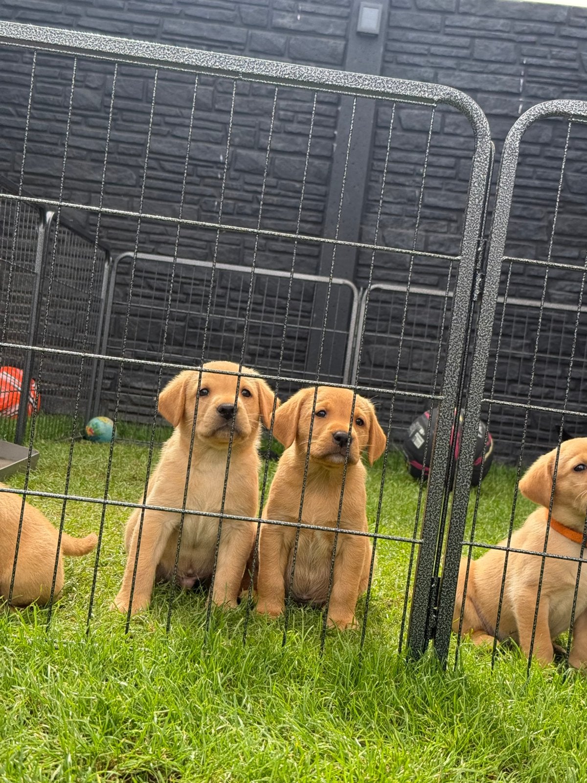 Labrador pups met FCI stamboom, Parvo, Nederland, 8 tot 15 weken, Labrador retriever