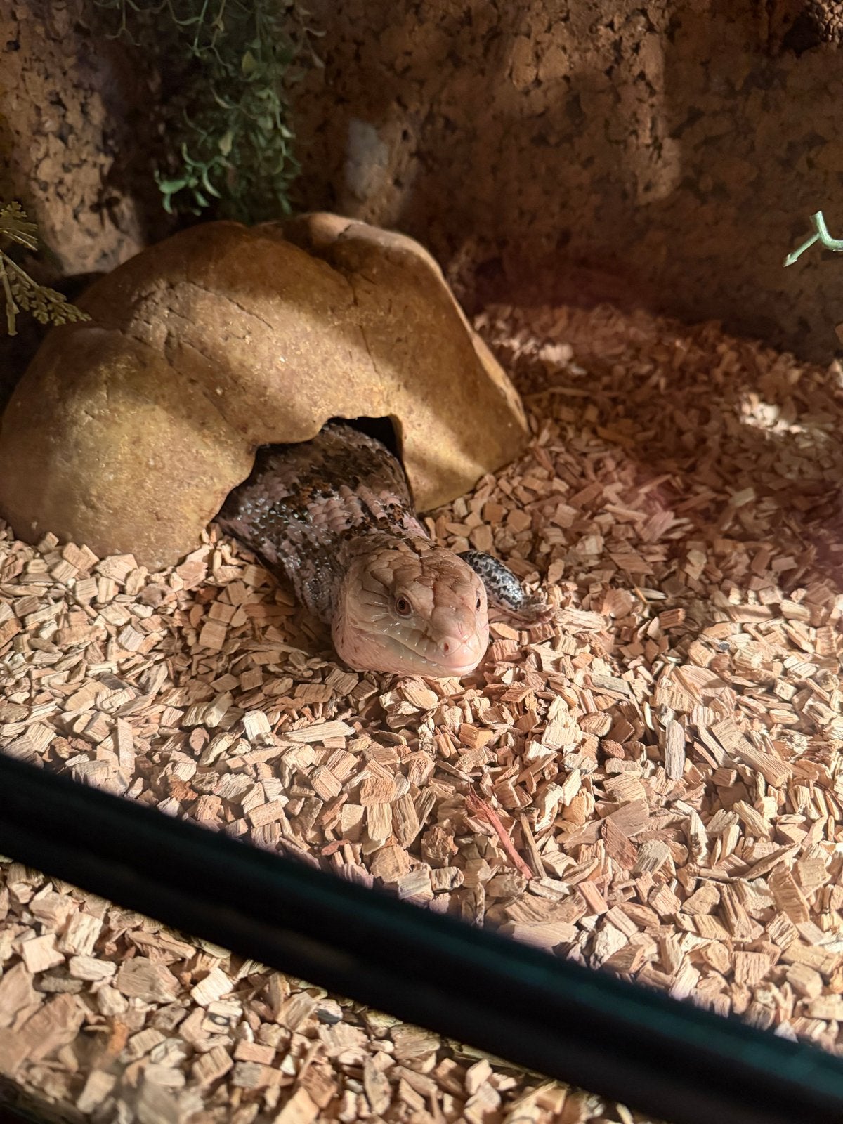 Terrarium (120x50x50) incl Blauwtongskink Blue Tongue Skink photo 2