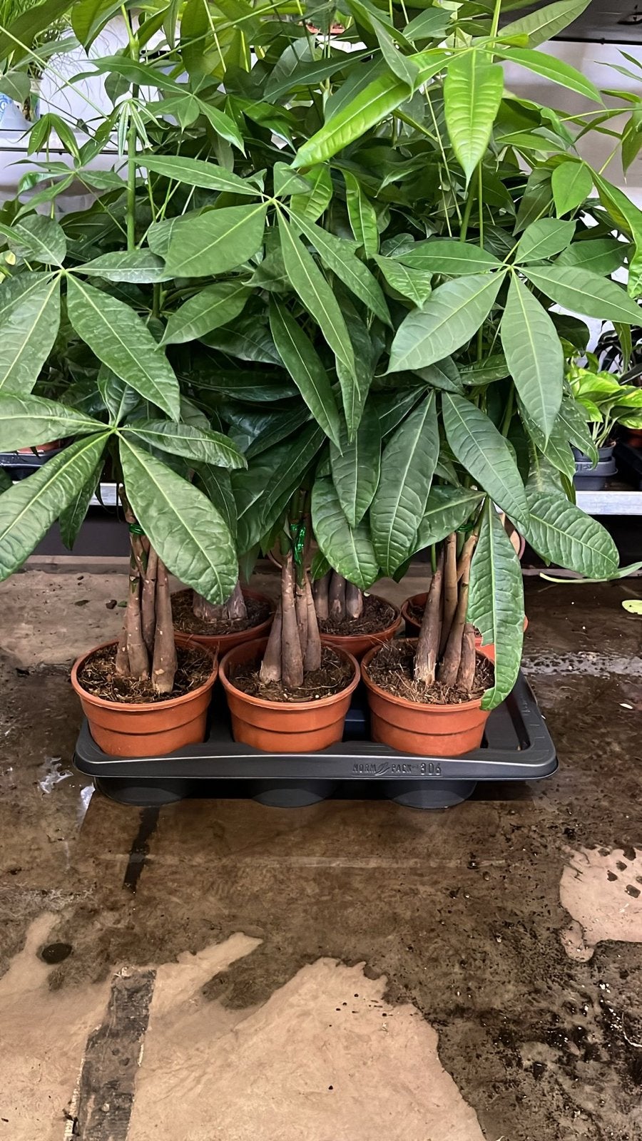 Diverse kamerplanten te koop in Honselersdijk, Overige soorten, In pot, Minder dan 100 cm, Groene kamerplant