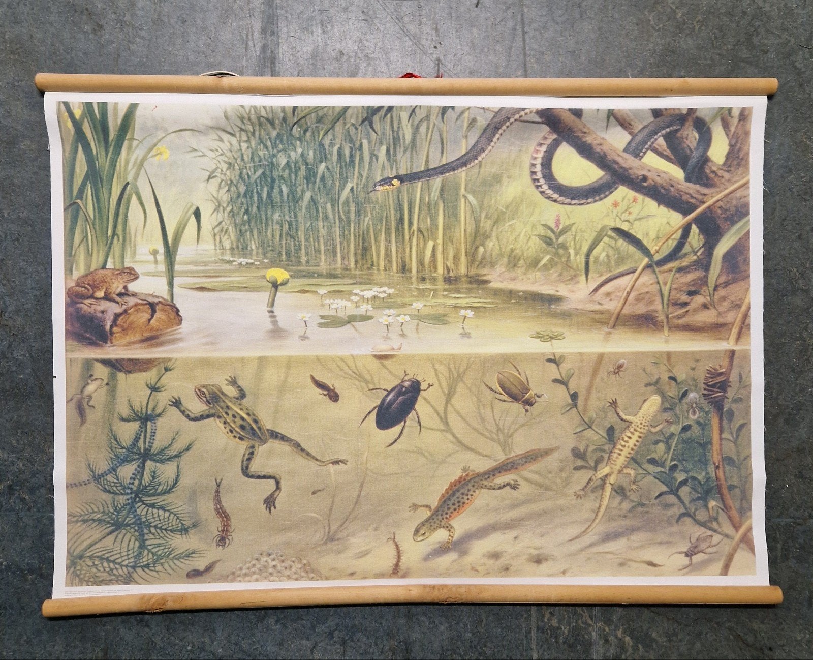 Retro schoolplaat sloot en plas  schoolkaart, Ophalen of Verzenden, Huis en Inrichting
