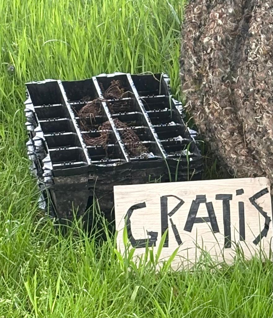Sedumdak bakken GRATIS, Ophalen, Kunststof, Gebruikt, Zwart